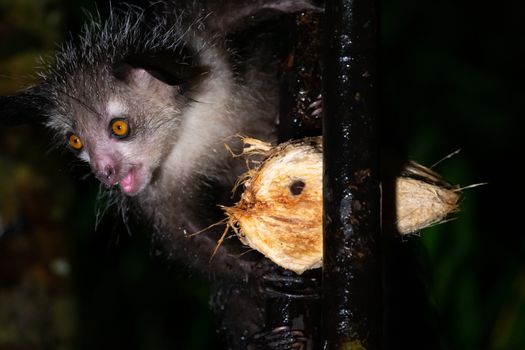 One rare, nocturnal aye-aye lemur with a coconut
