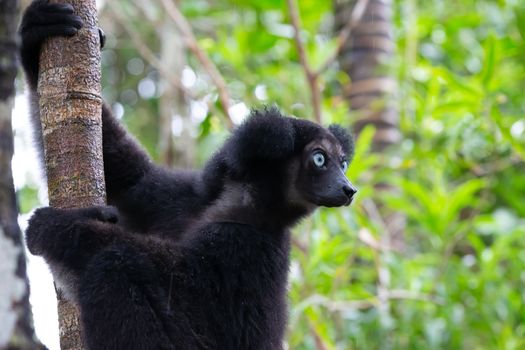 A Portrait of the Indri lemurs in a rainforest in Madagascar