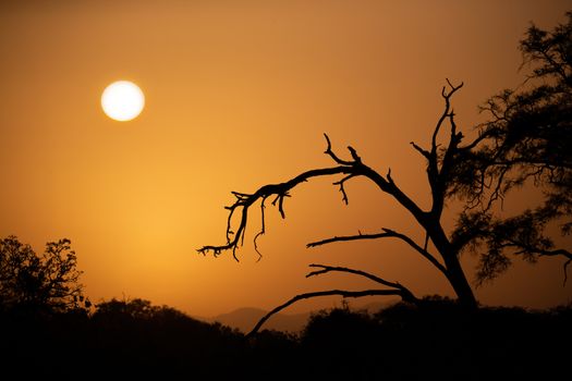 The sunrise over the savannah with trees in foreground