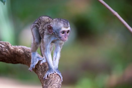 One little monkey walks along a branch