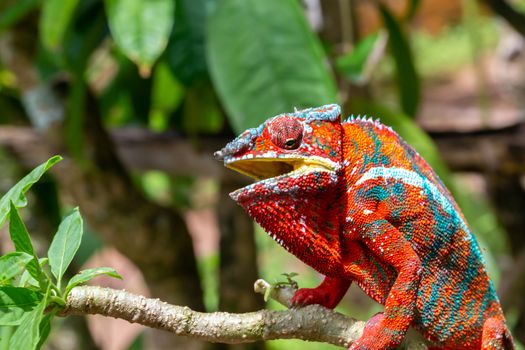 One Colorful chameleon on a branch in a national park on the island of Madagascar