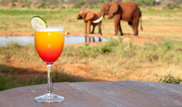 One orange cocktail with elephants in the background