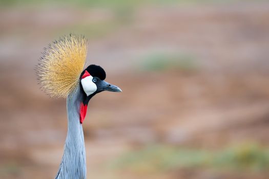 A colorful bird in the savannah of Kenya