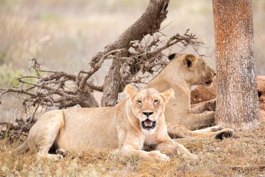 Some lions rest in the shade of a tree