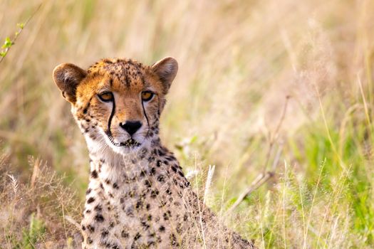 One portrait of a cheetah in the grass landscape