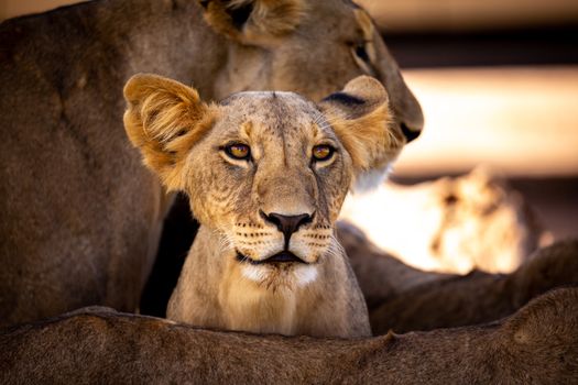 A mall lion is between his mothers legs and watching for somethings