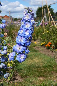 Tall flower spike of delphinium Aurora blows in the breeze in a rural allotment garden