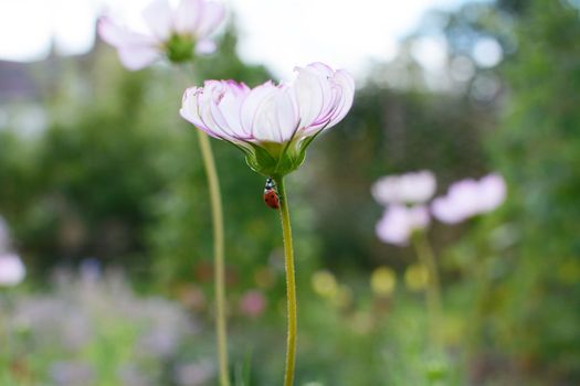 Harlequin ladybird climbs the narrow stem of a Cosmos Peppermint Rock flower with white and pink petals