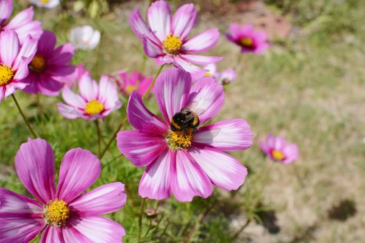 Bumble bee feeding from a pink and white Cosmos Peppermint Rock flower with multicoloured petals