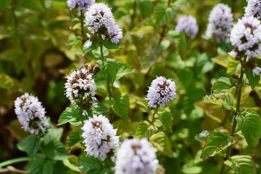 Honeybee pollinator among the white flowers of a mint plant in a summer garden