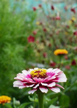 Pink Zinnia Whirligig flower in selective focus against background of lush flower bed in a rural garden