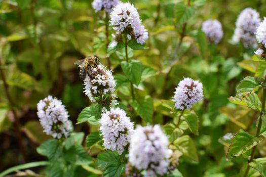 Honeybee taking nectar from white flowers of a mint plant in a herb garden