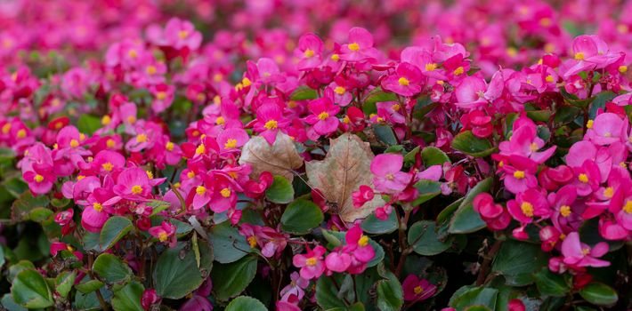 Floral background of bright pink flowers in the garden begonias. Selective focus. Gardening and landscaping in autumn