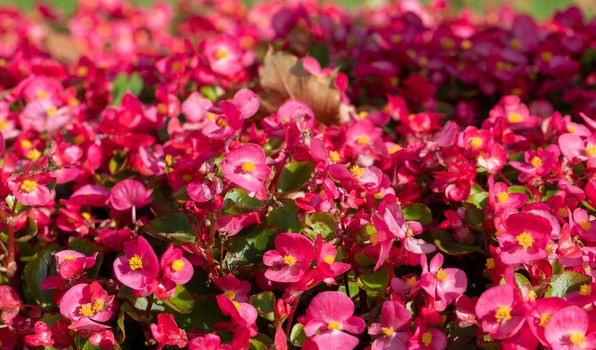 Floral background of bright pink flowers in the garden begonias. Selective focus. Gardening and landscaping in autumn