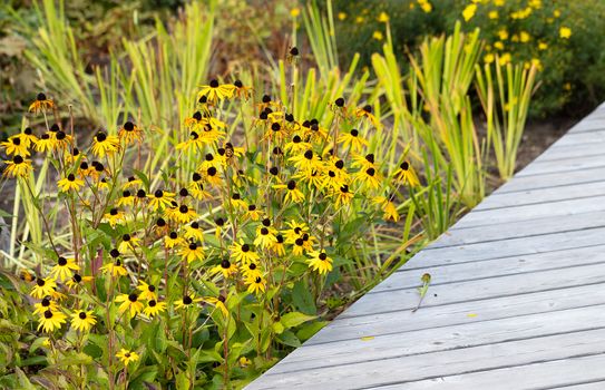 Pedestrian path made with wooden planks on the floor in a modern green city park.