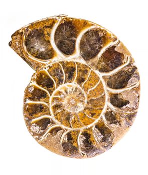 Ammonite is a prehistoric shell animal whoose spiral shell was fossilized into a solid mineral and is now a object of collecting - isolated on white