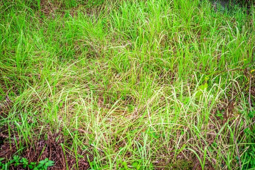 Pattern of green grass texture, Grass background in light from the sun, Abstract for background design