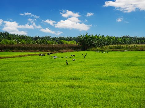 Rice field, Agriculture, paddy, with white cloud and blue sky