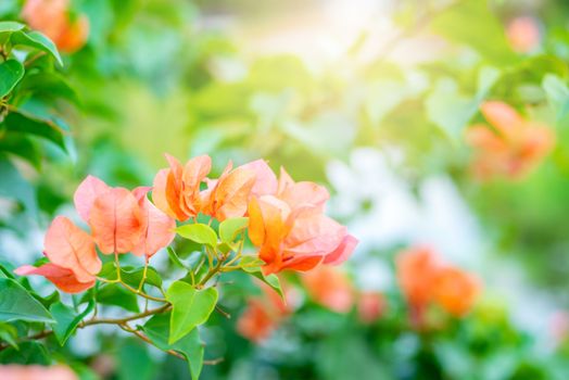 Bougainvillea tropical flower with green leaf and sunlight on blurred background, Macro
