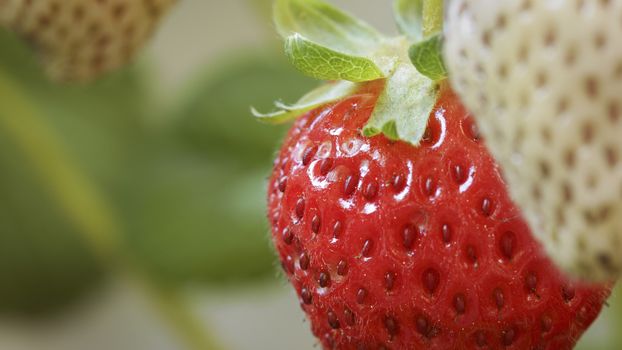 Extreme close up of a ripe strawberry hanging from a plant