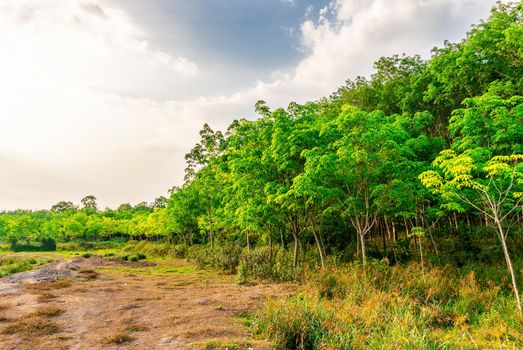 Latex rubber plantation or para rubber tree or tree rubber with leaves branch in southern Thailand