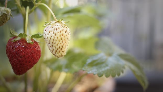 Close up of a green strawberry hanging from a plant with other strawberries around