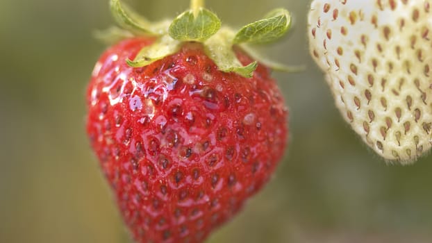 Extreme close up of a ripe strawberry hanging from a plant