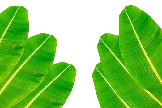 Banana leaf, green leaves, isolated on white background