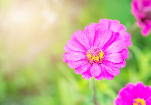 Gerbera or daisy, Flower purple color with sunlight on blurred green nature background, Selective focus, Macro