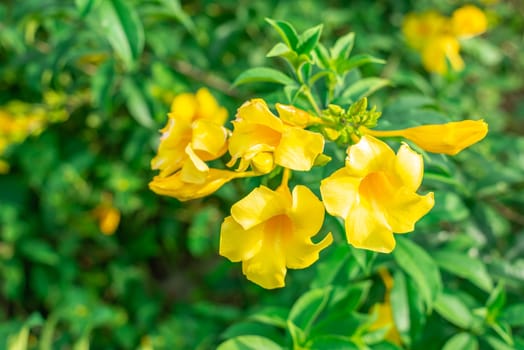 Caesalpinia flower on blurred green leaf background, Caesalpinia is a genus of flowering plants in the legume family