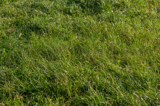 abstract selective focus wild grass full frame background at summer daytime.