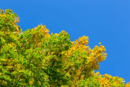 unadorned autumnal maple tree yellow and green leaves on clear blue sky background.