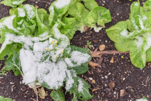 Lettuce and flowering bok choy plants under snow covered at community garden near Dallas, Texas, America. Organic salad green winter crop with irrigation system and mulch soil