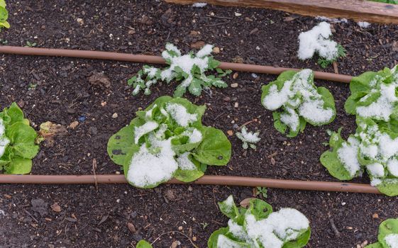 Row of lettuce plants with snow covered at community garden near Dallas, Texas, America. Organic salad green winter crop with irrigation system and mulch soil