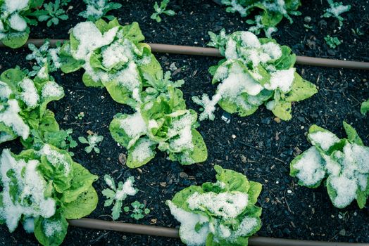 Row of lettuce plants with snow covered at community garden near Dallas, Texas, America. Organic salad green winter crop with irrigation system and mulch soil