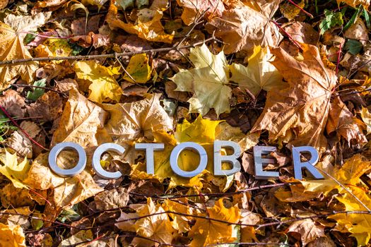 the word october laid with silver metal letters on the ground dry maple leaves.