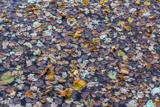 full frame background of different types of authmnal tree leaves floating on water surface.