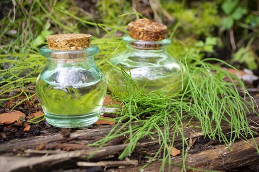 Tincture of wild horsetail in a small bottles. Natural background