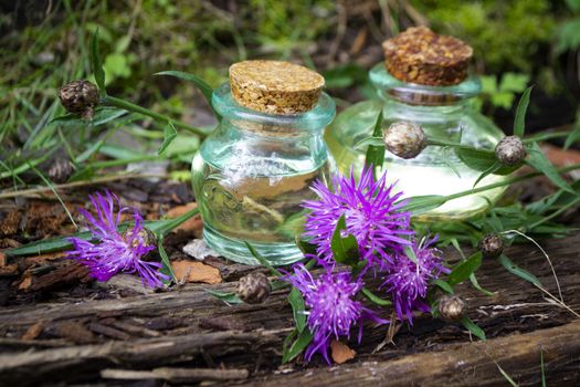 Essence of purple centaurea jacea flowers in glass bottles
