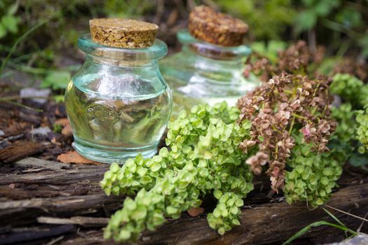 Medical plant rumex confertus with green and broun seeds. Essential oil. Useful herb forest sorrel for use in alternative medicine.