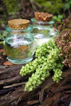 Flowering Rumex confertus in essence oil, green grass and leaves plant