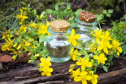 Essential oil of tutsan in bottles with fresh flowers of tutsan on wooden background. Aromatherapy Alternative Medicine