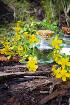 Medicinal plant St. John's wort Hypericum in pharmaceutical bottle. Actively used in herbal medicine, excellent bee plant