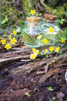 Ranunculus acris meadow buttercup, essence medical oil