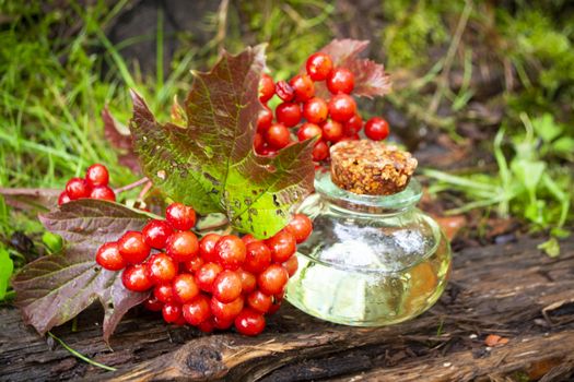 Bottles of Red Viburnum tincture and mortar of healthy berries, herbal medicine.