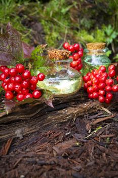 Bottles of wild Viburnum tincture and essence, herbal medicine. Vertical