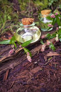 Medical plant polygonum persicaria with flowers and herbal essence on a natural wooden stand. Useful herb spotted knotweed for use in medicine or cosmetology.