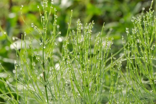 horsetail green grass with dewdrops in the summer, morning dew drops on a stalk of horsetail