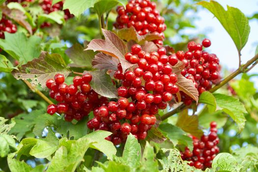 branch of wild red viburnum in the garden, autumn saison