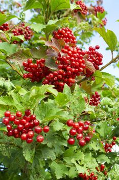 Red berries of viburnum on a bush in the garden. Viburnum berries and leaves of viburnum in summer outdoors. Vertical image